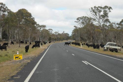 Sur la route vers Armidale