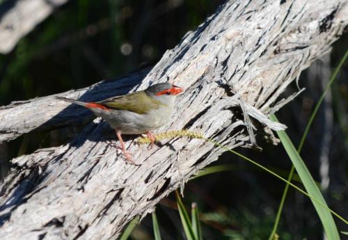 Diamant à cinq couleurs
