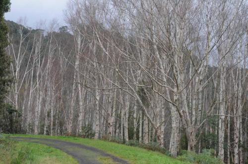 Parc national de Dandenong range