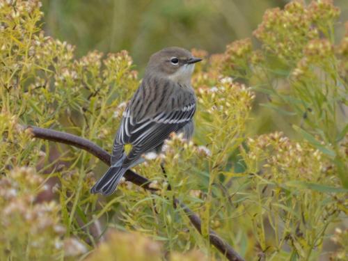 Paruline  à croupion jaune