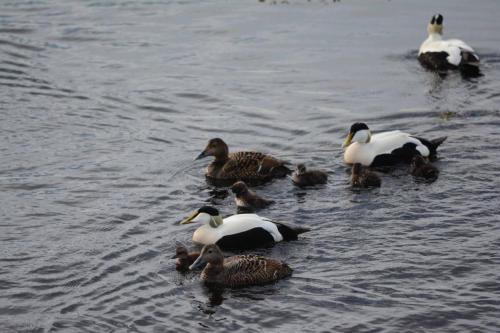 Eiders à duvet