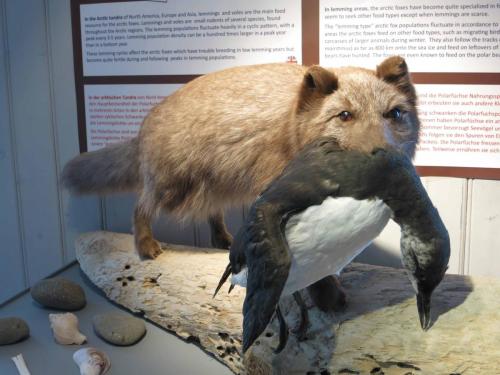 Musée du renard polaire