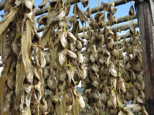 Têtes de poisson séchant au soleil