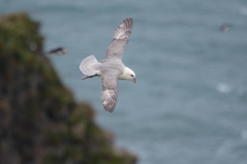 Pétrel fulmar