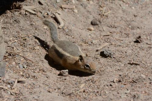Golden-mantled ground squirrel