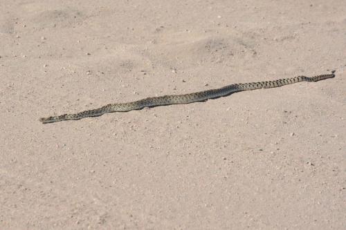Great Basin Gopher Snake