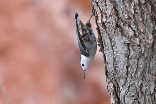 Sittelle à poitrine blanche
