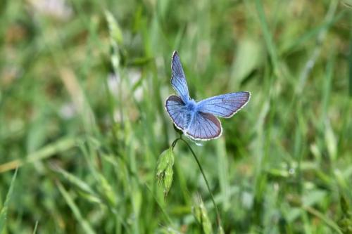 Demi-Argus (Cyaniris semiargus) mâle