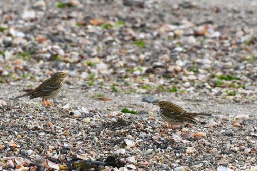 Pipits farlouses