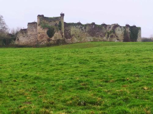 Cigognes blanches au chateau de la Rivière
