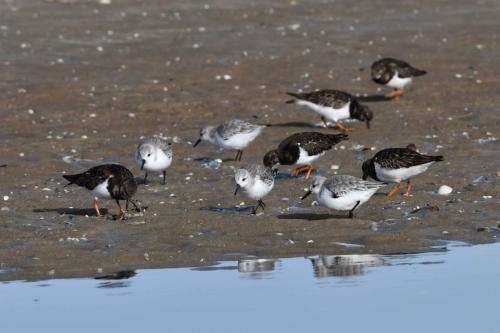 Bécasseaux sanderlings et Tournepierres à collier