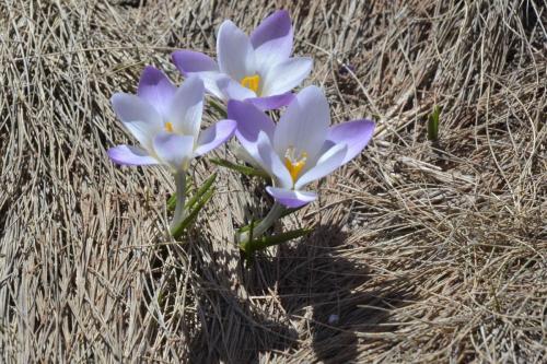 Crocus carpetanus