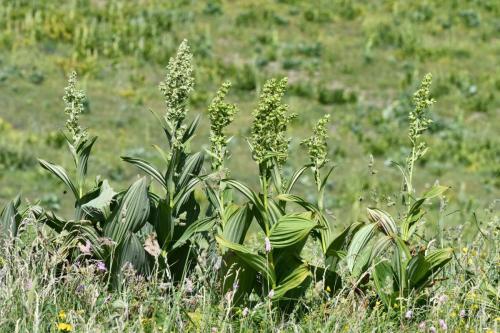 Vérâtre verdissant