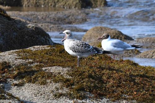 Mouette mélanocéphale et mouette rieuse