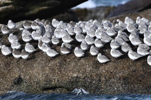 Bécasseaux variables, bécasseaux sanderlings