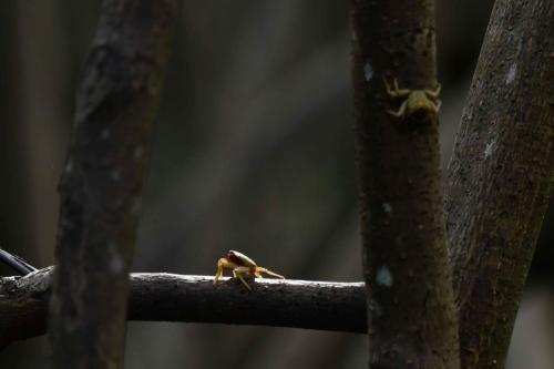Crabes de palétuviers