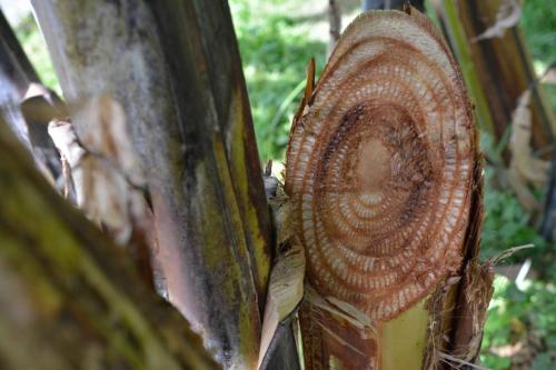 Section d'un "tronc" de bananier