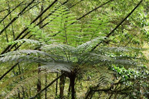 Fougère arborescente