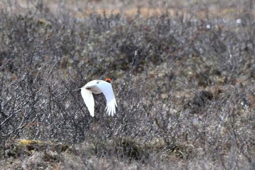 Lagopède des saules (mâle)