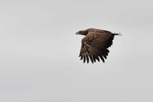 Pygargue à queue blanche