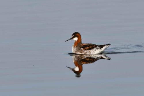 Phalarope à bec étroit, mâle