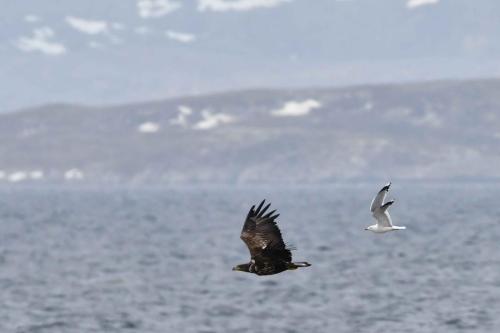 Pygargue à queue blanche et goéland cendré