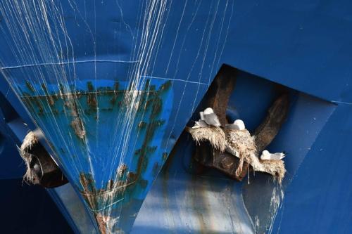 Mouettes tridactyles