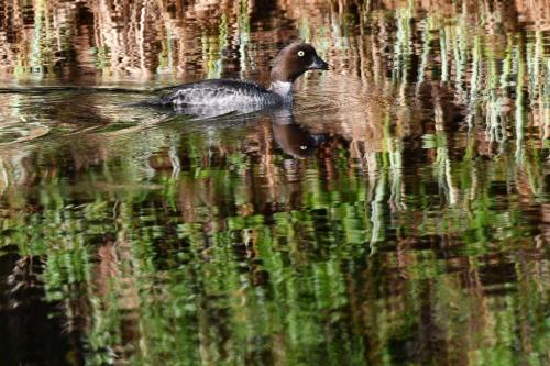 Garrot à oeil d'or, femelle