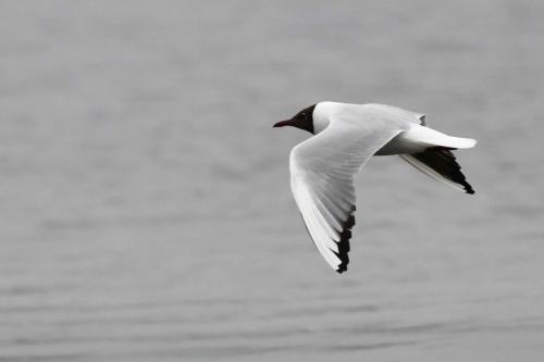 Mouette rieuse