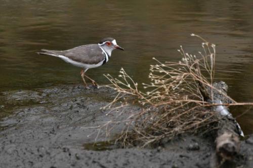 Pluvier à triple collier