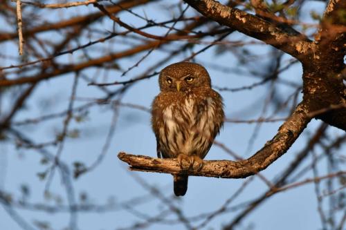 Chevêchette perlée