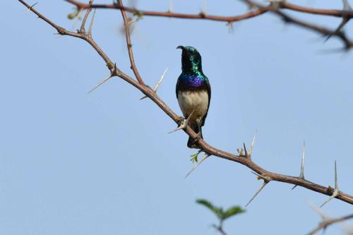 Souimanga à ventre blanc