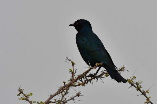 Choucador à épaulettes rouges