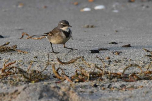 Bergeronnette du Cap