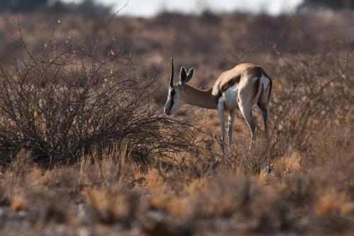 Springbok du Kalahari