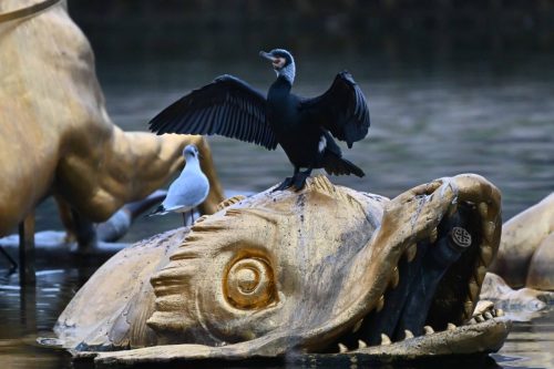 Grand cormoran et mouette rieuse