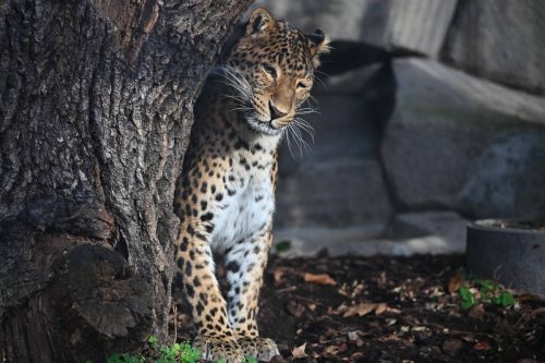 Panthère de Chine du Nord