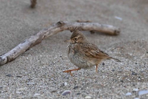 Cochevis huppé