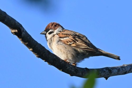 Moineau friquet