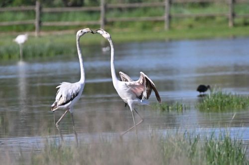 Flamants roses