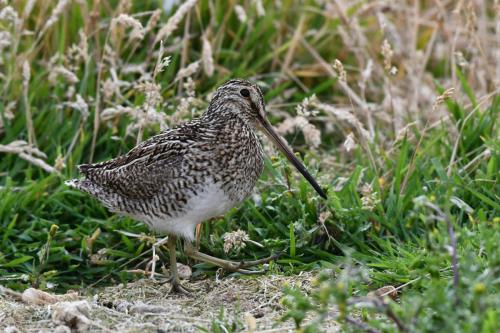 Bécassine de Magellan