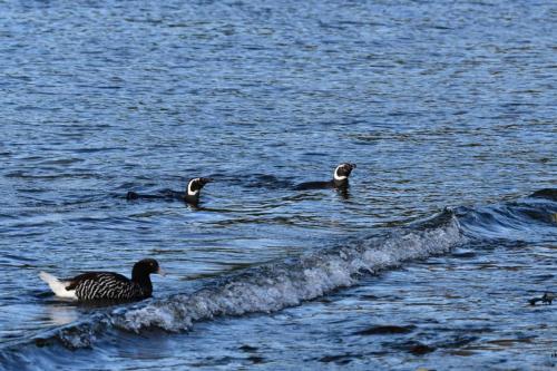 Manchots de Magellan et Ouette marine (femelle)