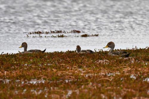 Canards à queue pointue