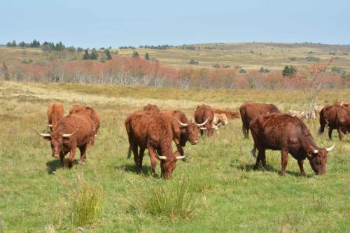 Vaches Salers au col du Béal 1387 m
