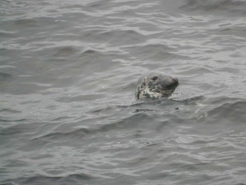 Phoque gris
