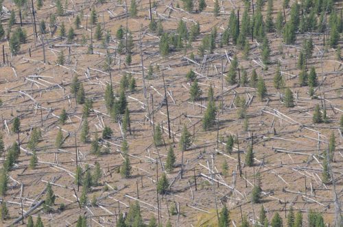 Anciens incendies, où les troncs d'arbres sont restés sur place