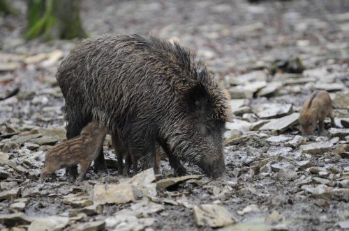 Laie avec marcassins