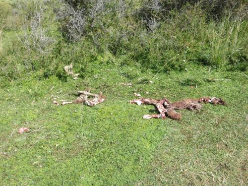 Dernier repas du puma à 150m de la porte d'entrée du parc (Sarmiento). 
