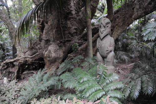 Ancien arbre sacré pour les Maoris car ils y cachaient les os de leurs ancêtres. Cet arbre a environ 2500 ans. A l'arrivée des Européens, les os furent déplacés. 