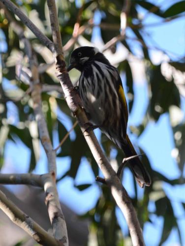 Méliphage de Nouvelle-Hollande